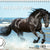 Hevoset 2024 (seinäkalenteri)