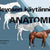Hevosen käytännön anatomia