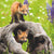 Tuotteen Palapeli 300 palaa Curious Foxes pikkukuva 2