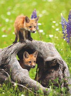 Palapeli 300 palaa Curious Foxes