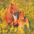 Tuotteen Palapeli 100 palaa Shetland Pony pikkukuva 3