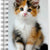 Tuotteen Compact Pets 2026-2027 (lukuvuosikalenteri) pikkukuva 2