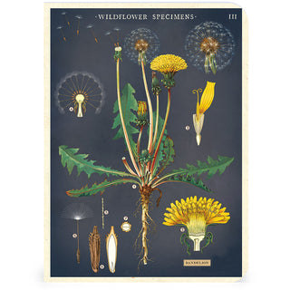 Vihkosetti 3 kpl Wildflowers Cavallini