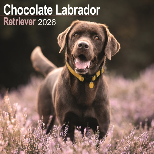 Chocolate Labrador Retriever Calendar 2026 Square Dog Breed Wall Calen ...