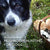 Tuotteen easy guide to mushroom hunting for dogs, An pikkukuva 2