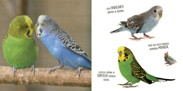 Katso ja tutustu: Lemmikkieläimiä