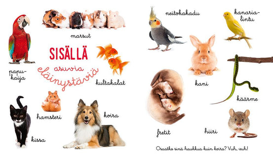 Lemmikkieläimiä kauniina kuvina