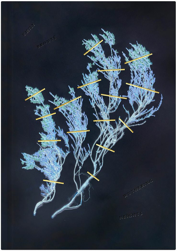 Valokuva kirjasta Emily Brontë Wuthering Heights, kuuluu tuoteryhmään Muut kaunokirjat.