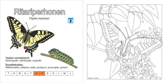 Upeimmat päiväperhoset