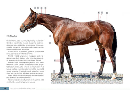 Hevosen käytännön anatomia