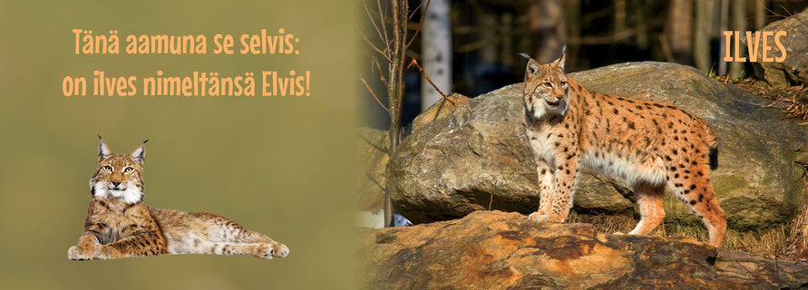 Metsän kansa puuhissansa