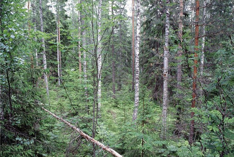 Tuhlauskulttuurista luontokadon ja ilmastonmuutoksen hillitsemiseen
