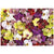 Palapeli 1000 palaa Orchid Collage